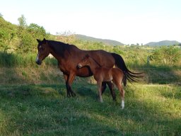 Poulains nés à l&#039;Elevage du Durzon